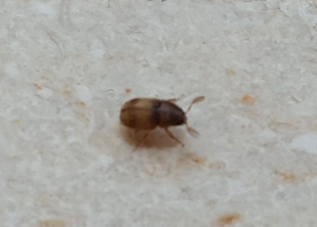 insetti piccoli scuri:  Phloeotribus scarabaeoides (Scolytidae)